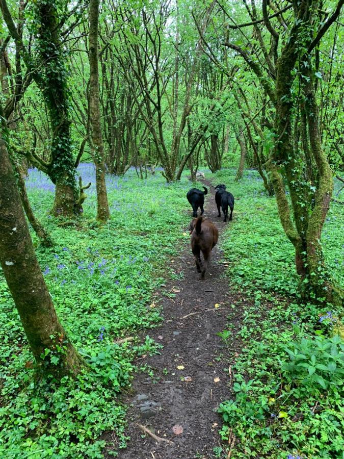 Kabin In The Woods Villa Llandybie Buitenkant foto