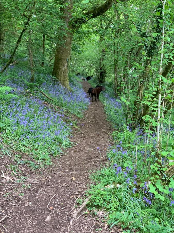 Kabin In The Woods Villa Llandybie Buitenkant foto